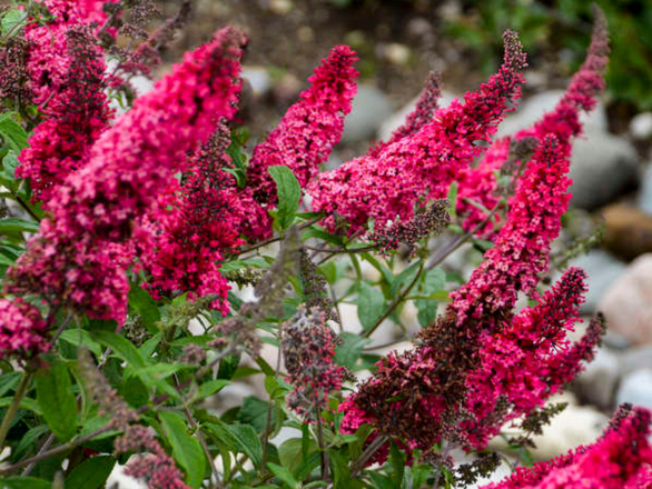  Budleja 'Buddleja daviddi '  Prince Charming - zdjęcie główne