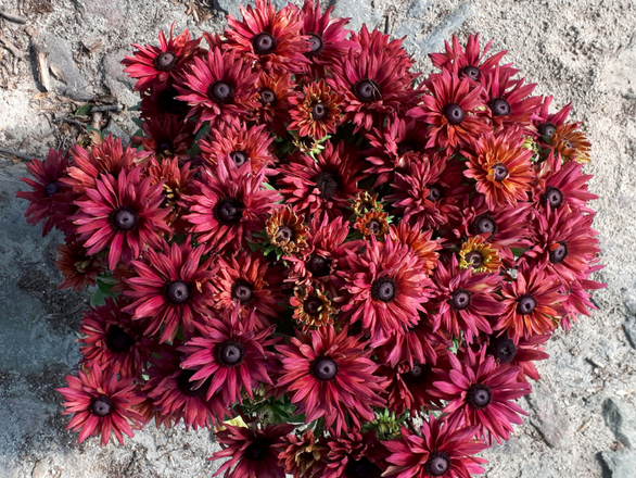  Rudbekia 'Rudbeckia' Flamenco True red - zdjęcie główne