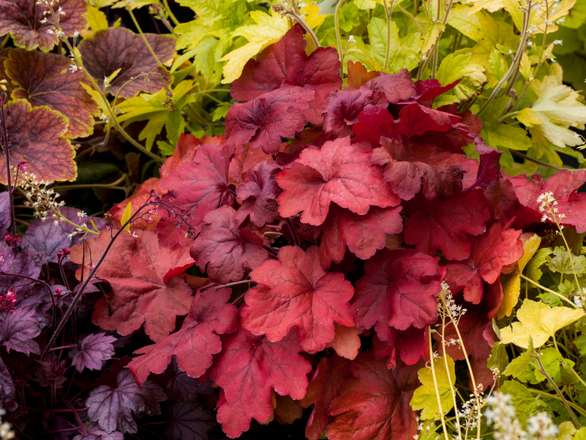  Żurawka 'Heuchera' Fire Alarm - zdjęcie główne