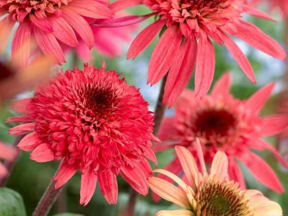  Jeżówka 'Echinacea' Raspberry Trumffle - zdjęcie główne