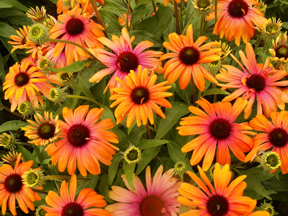  Jeżówka 'Echinacea' Rainbow marcella - zdjęcie główne