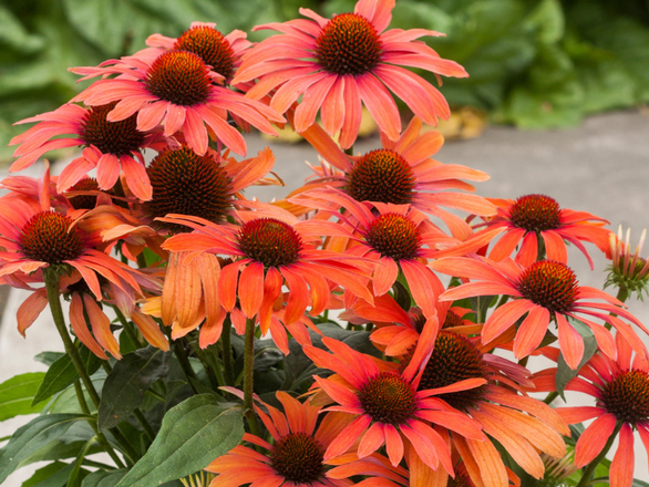  Jeżówka 'Echinacea' Julia - zdjęcie główne