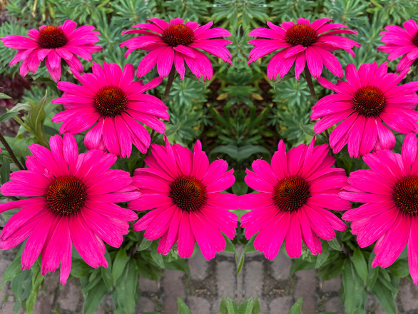  Jeżówka 'Echinacea' Sensonation Wild Romance - zdjęcie główne
