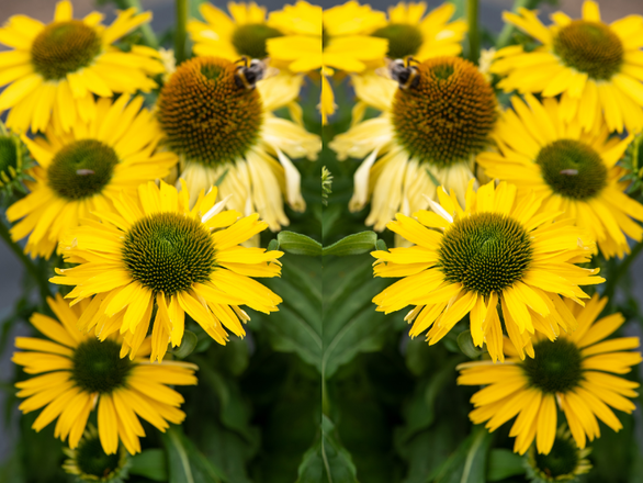  Jeżówka 'Echinacea' Pearl Yellow imp - zdjęcie główne
