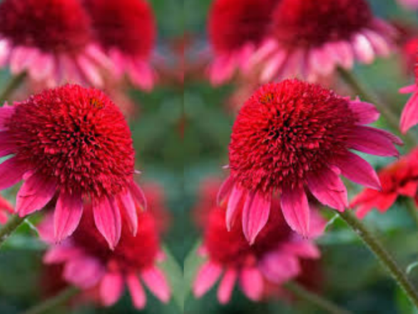  Jeżówka 'Echinacea' Sunny Days Ruby - zdjęcie główne