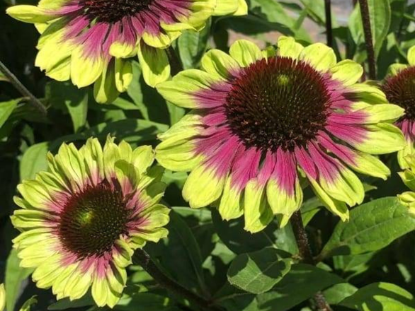  Jeżówka 'Echinacea' Sweet Sandia - zdjęcie główne