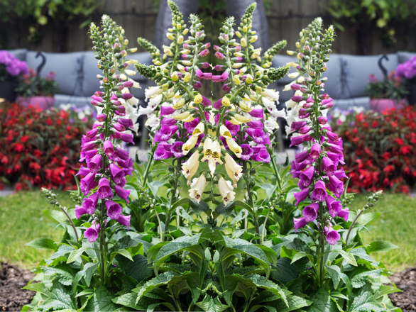  Naparstnica 'Digitalis'  Dottie purple - zdjęcie główne