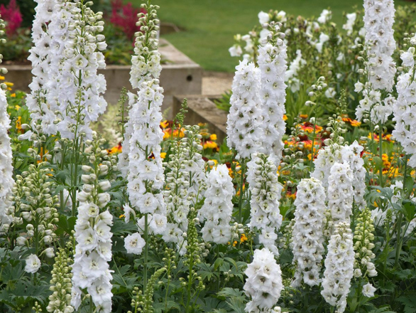  Naparstnica 'Digitalis'  Dottie white - zdjęcie główne