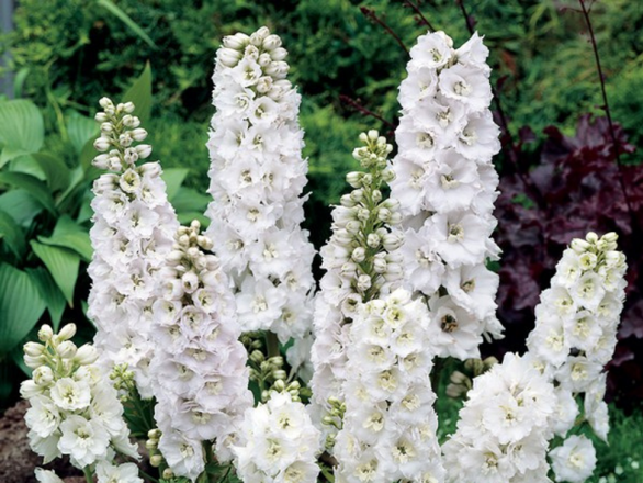  Ostróżka Ogrodowa 'Delphinium' Magic fountain pure White - zdjęcie główne