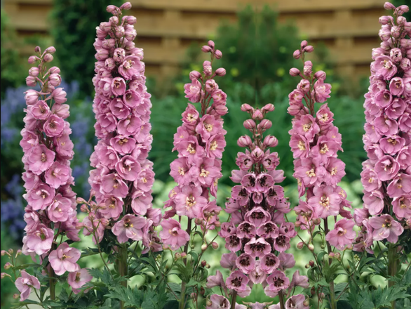  Ostróżka Ogrodowa 'Delphinium' Astolat - zdjęcie główne