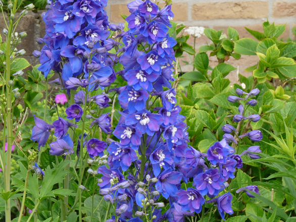  Ostróżka Ogrodowa 'Delphinium' Blue bird - zdjęcie główne