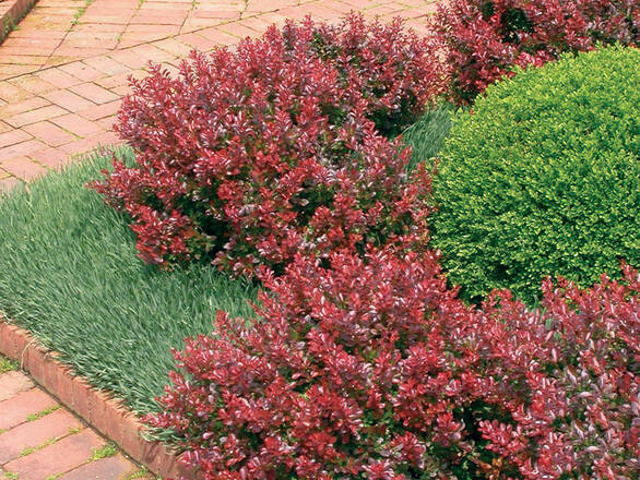  Berberys Czerwony 'Berberis'  Nana - zdjęcie główne