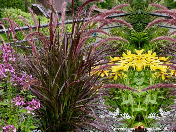  Rozplenica 'Pennisetum Alopecuroides' Rubrum - zdjęcie główne