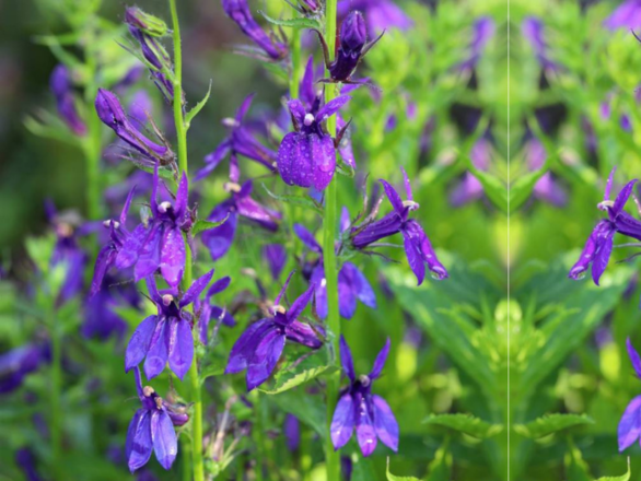  Lobelia niebieska - zdjęcie główne