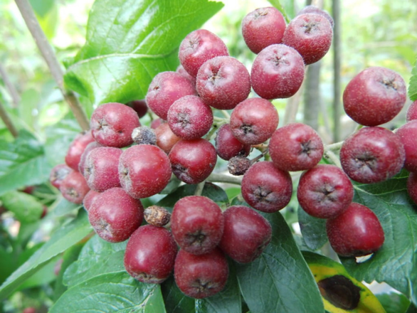  Jarzębina  'Sorbus' Burka - zdjęcie główne
