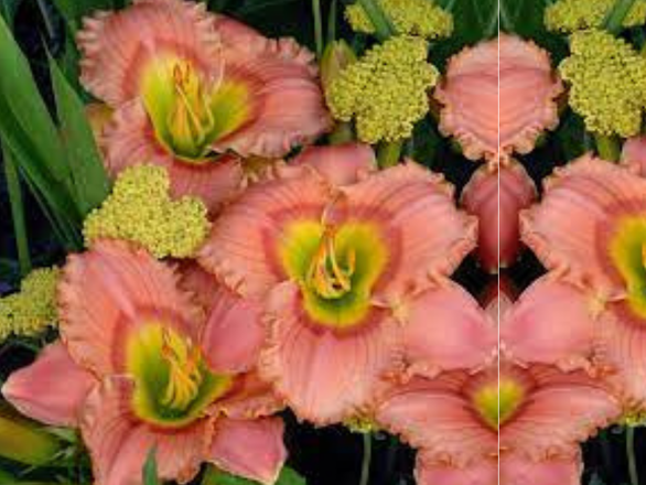  Liliowiec 'Hemerocallis' Elegant cady - zdjęcie główne