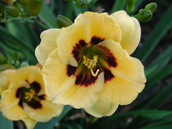  Liliowiec 'Hemerocallis' Janson salter - zdjęcie główne