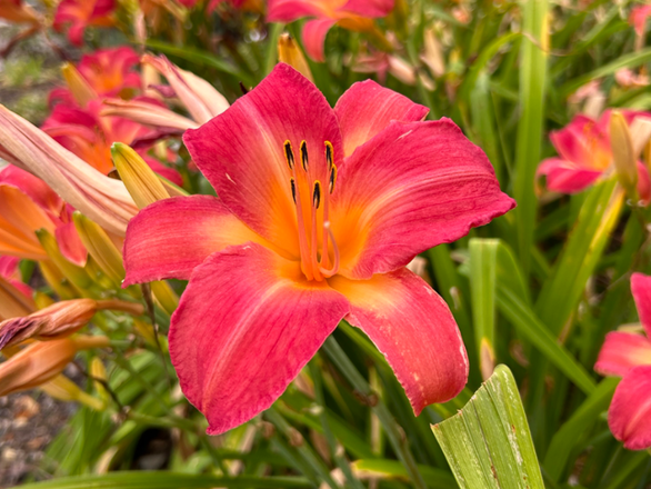  Liliowiec 'Hemerocallis' Cherry cheeks - zdjęcie główne