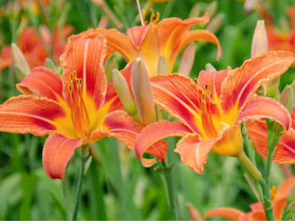  Liliowiec 'Hemerocallis' Europa - zdjęcie główne