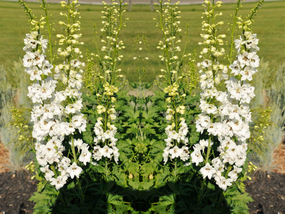  Ostróżka Ogrodowa 'Delphinium' Galahad - zdjęcie główne