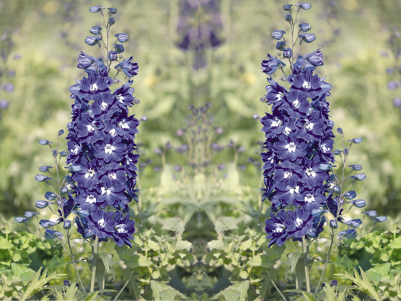  Ostróżka Ogrodowa 'Delphinium' King Arthur - zdjęcie główne