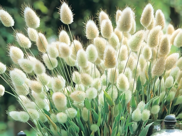  Dmuszek jajowaty 'Lagurus' Bunny tails - zdjęcie główne