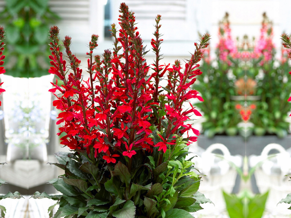  Lobelia 'Lobelia' Starship scarlet - zdjęcie główne