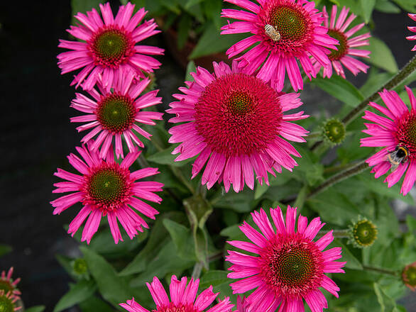  Jeżówka 'Echinacea' Delicious Candy - zdjęcie główne