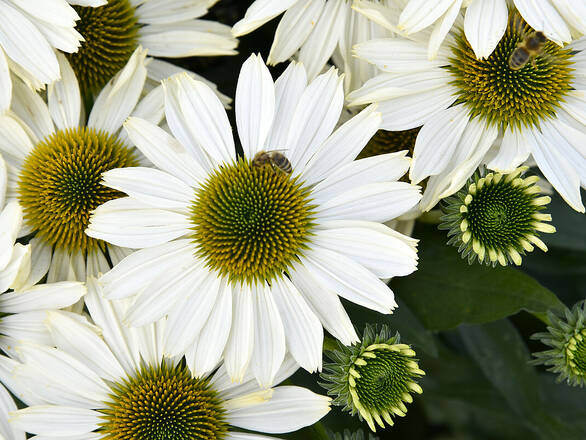  Jeżówka 'Echinacea' Pearl White - zdjęcie główne