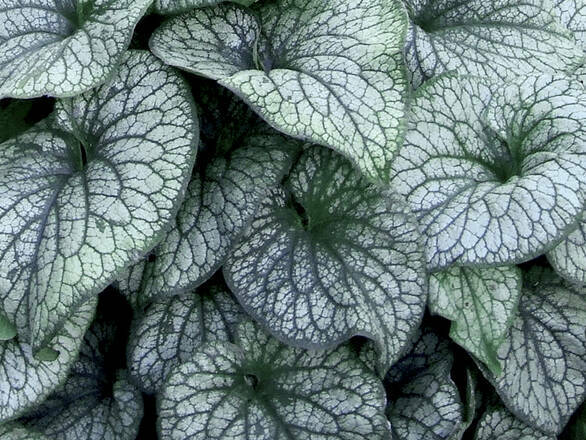  Brunnera, Alexander's Great - zdjęcie główne