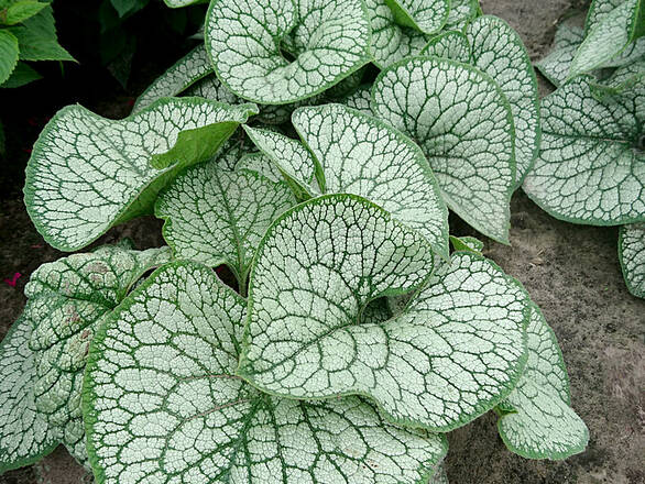  Brunnera, Sea Heart - zdjęcie główne