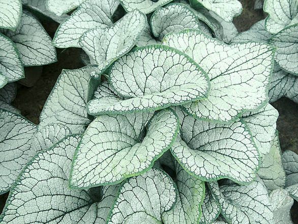  Brunnera, Silver Heart - zdjęcie główne