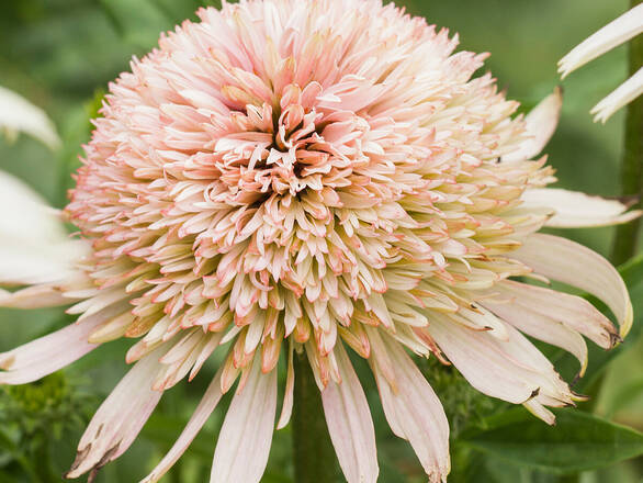 Jeżówka 'Echinacea' Cherry Fluff - zdjęcie główne