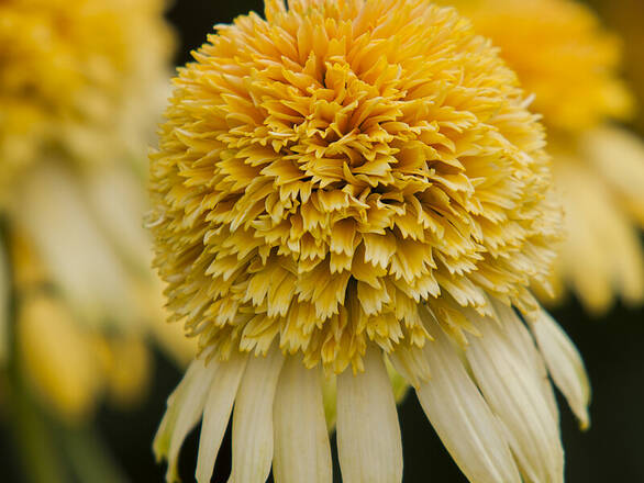  Jeżówka 'Echinacea' Lemon Drop - zdjęcie główne