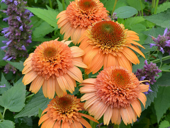  Jeżówka 'Echinacea' Supreme Cantaloup - zdjęcie główne