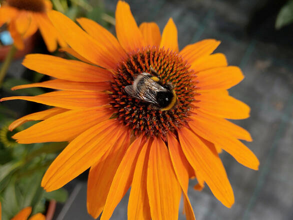  Jeżówka 'Echinacea' Skipper Honey - zdjęcie główne