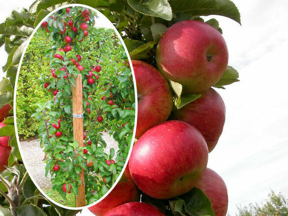 Jabłoń kolumnowa 'Malus' Delikates - zdjęcie główne