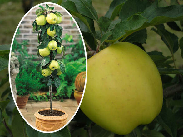  Jabłoń kolumnowa 'Malus' Golden Delicious - zdjęcie główne