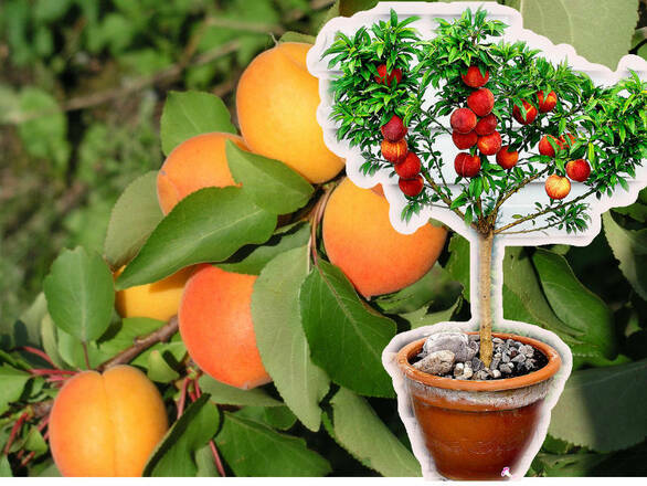 Morela kolumnowa 'Prunus armeniaca' Wczesna z Morden - zdjęcie główne