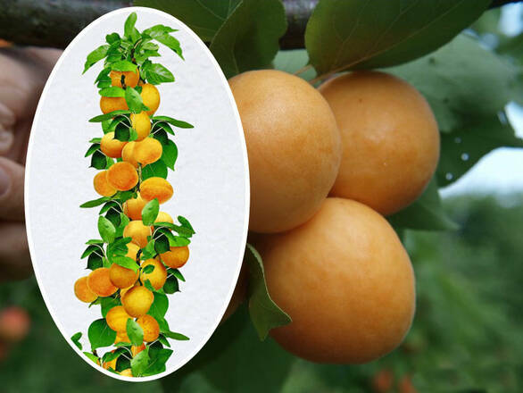 Morela kolumnowa 'Prunus armeniaca' Późna z Morden - zdjęcie główne