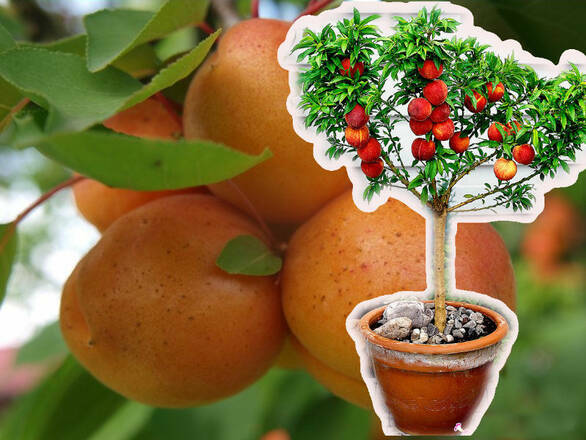 Nektaryna kolumnowa 'Prunus persica' Silver - zdjęcie główne