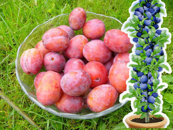 Śliwa kolumnowa 'Prunus' Brzoskwiniowa - zdjęcie główne
