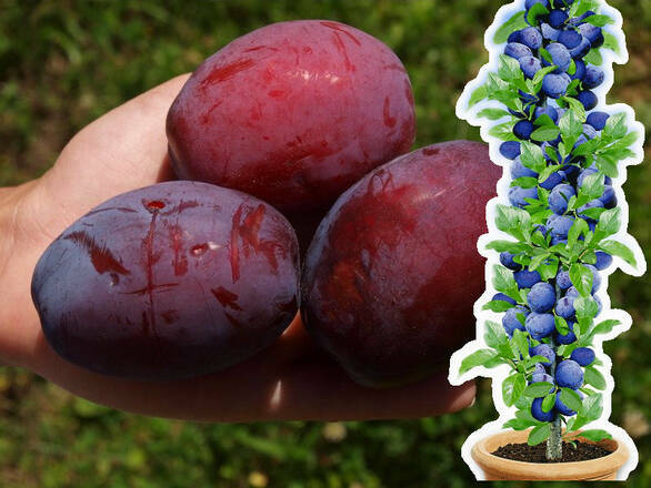 Śliwa kolumnowa 'Prunus' Opal - zdjęcie główne