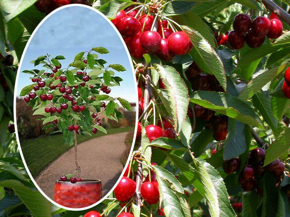 Wiśnia kolumnowa 'Cerasus' Nefris - zdjęcie główne