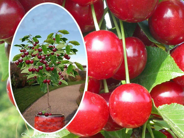 Wiśnia kolumnowa 'Cerasus' Włodzimierska - zdjęcie główne