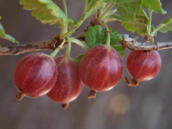  Agrest krzaczasty Czerwony 'Ribes uva- crispa' Invicta - zdjęcie główne