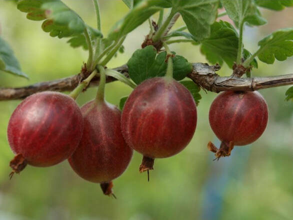  Agrest krzaczasty Czerwony 'Ribes uva- crispa' Niesłuchowski - zdjęcie główne