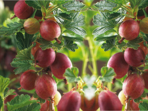  Agrest krzaczasty Czerwony 'Ribes uva- crispa' Triumf - zdjęcie główne