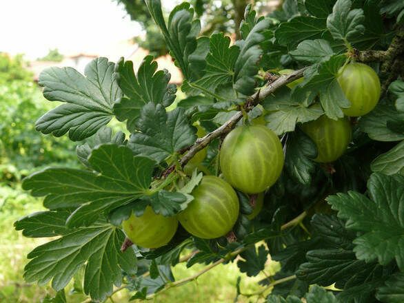  Agrest krzaczasty Zielony 'Ribes uva- crispa' Invicta - zdjęcie główne