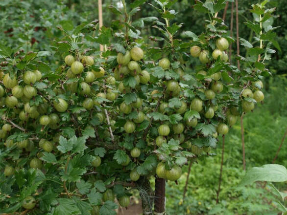  Agrest krzaczasty Zielony 'Ribes uva- crispa' Krasnosłowiański - zdjęcie główne